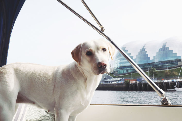 Dog looking away while sitting on boat