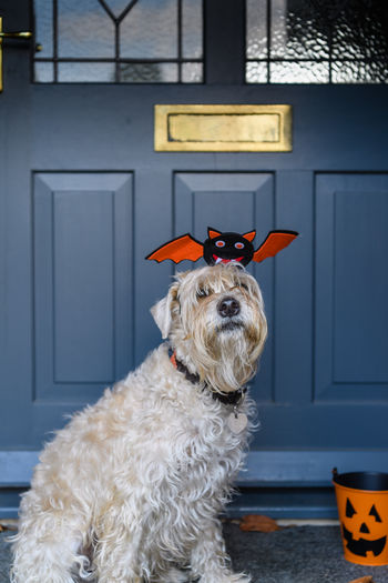 Close-up of dog