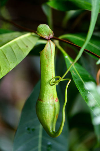 Wild pitcher plant hanging in tropical rainforest