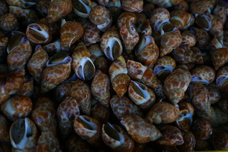 Full frame shot of seashells for sale