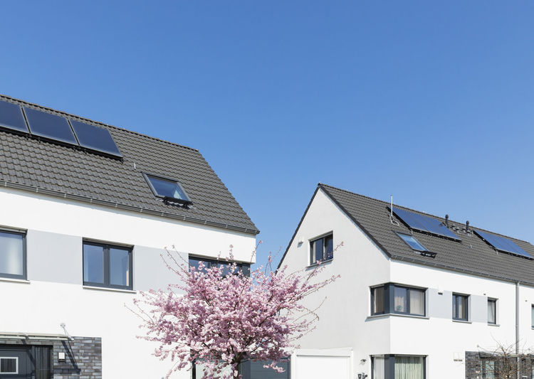 Germany, north rhine-westphalia, cologne, cherry blossom blooming in front of modern suburban houses