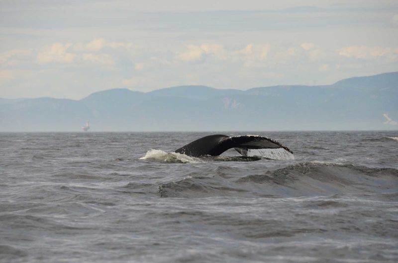 Fluke of whale in sea