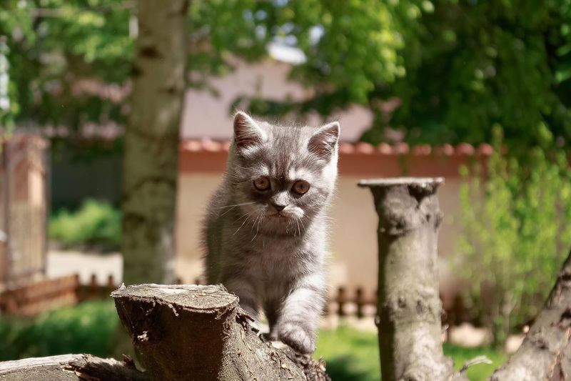 Portrait of british shorthair kitten on tree trunk