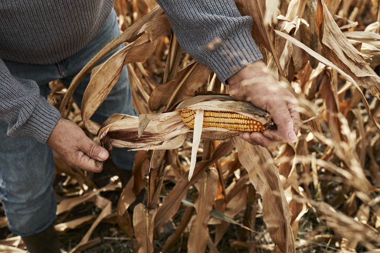 Midsection of man holding corn field