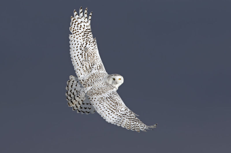 Low angle view of owl flying against sky