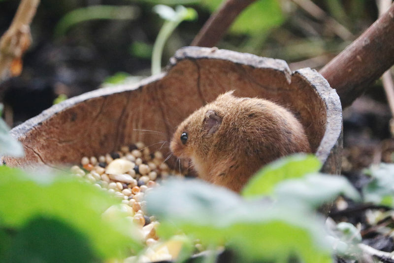 Close-up of squirrel on field