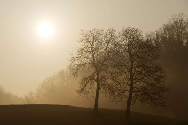 Silhouette tree on field against sky during sunset