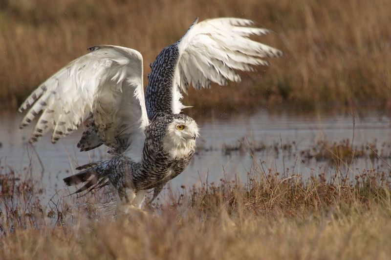 Snowy owl with spread wings on field