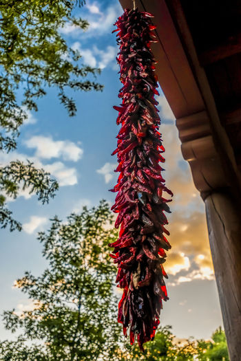 Low angle view of dried red chili peppers hanging on roof against sky
