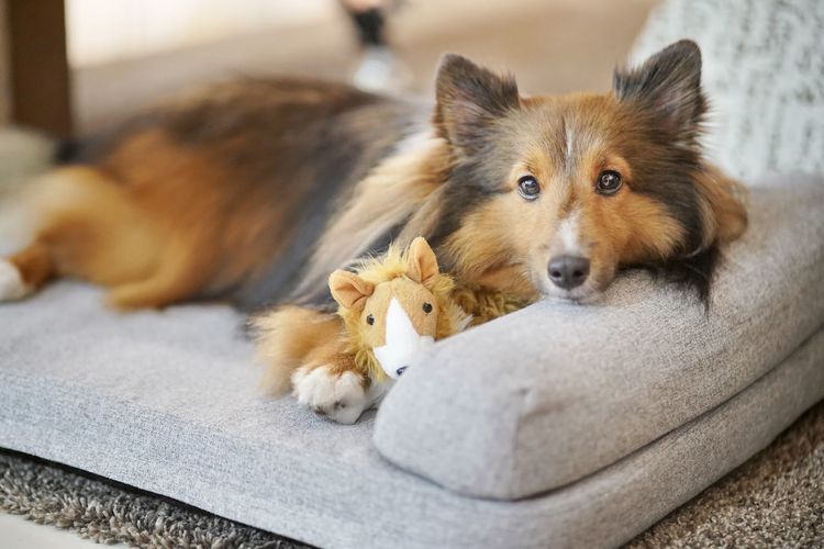 A shetland sheepdog sheltie resting sleep on the dog bed and looking direct to you