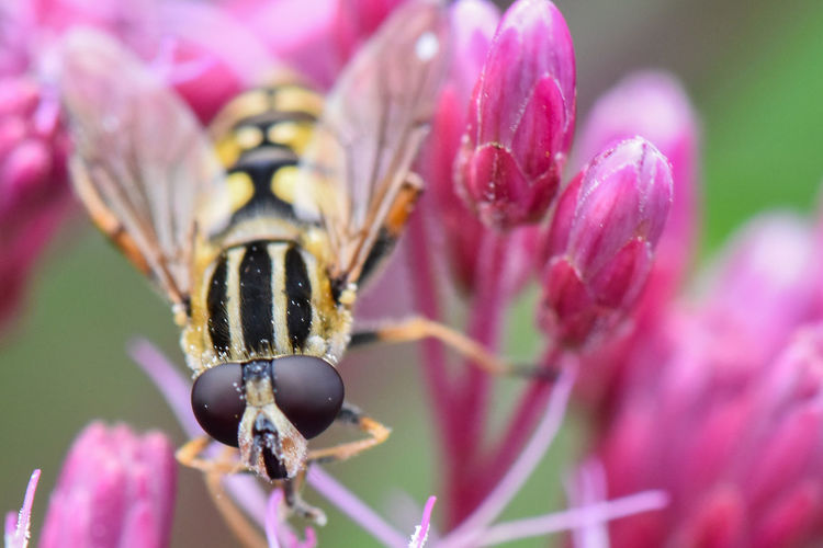 Close-up of hoverfly pollinating on pink flower