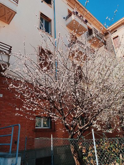 Low angle view of cherry blossom on building