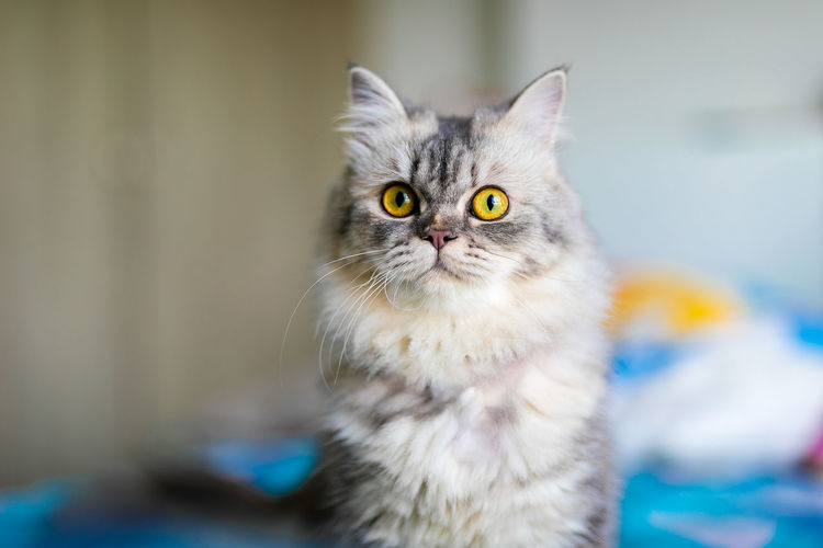 Adorable cute gray chinchilla persian cat in home