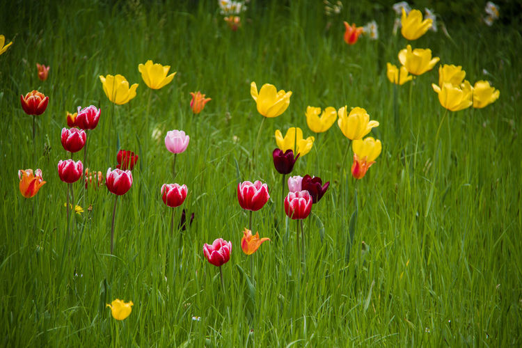 Close-up of yellow tulip flowers on field