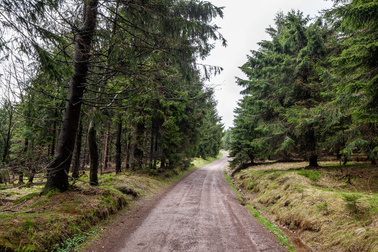 Road amidst trees in forest