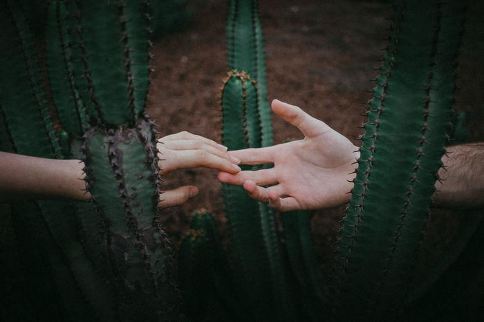 Cropped couple touching hands amidst cactus