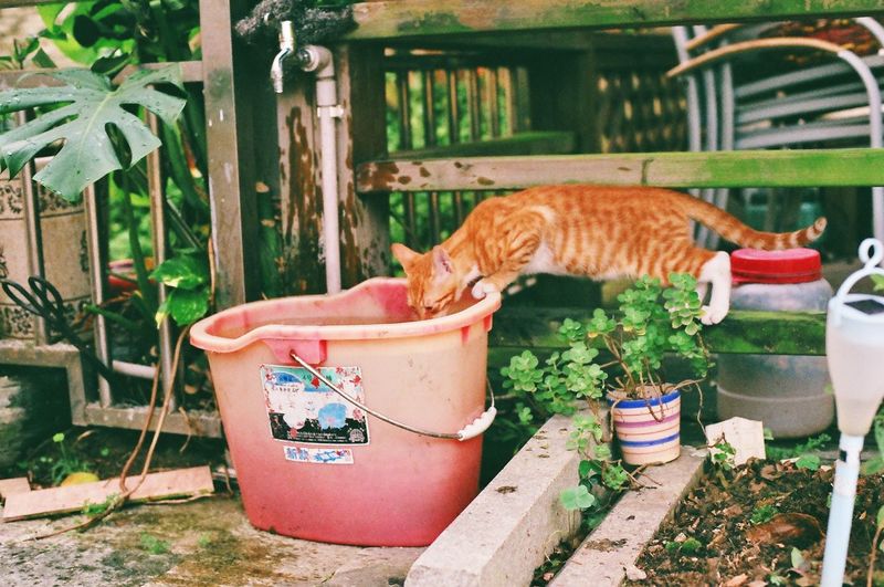 Cat by potted plants in yard