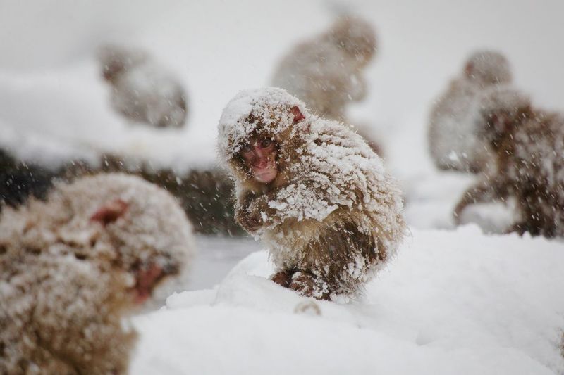 Close-up of snow