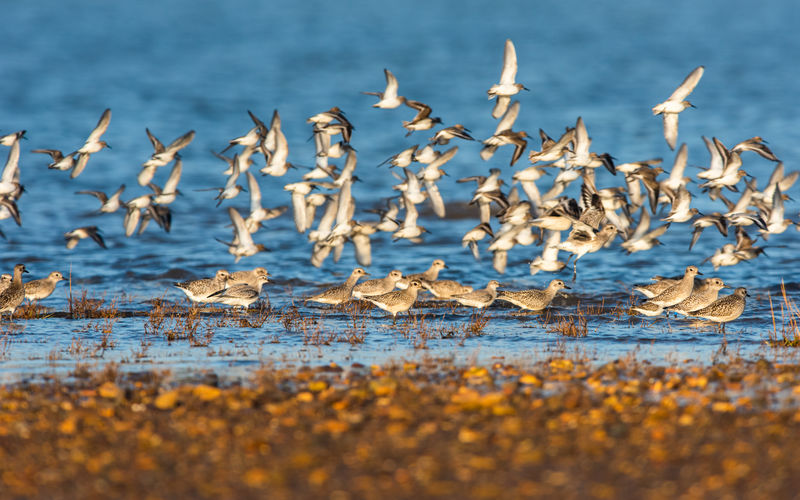Grey plovers and dunlins in the flight in environment at low tide
