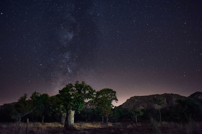Low angle view of trees against milky way at night