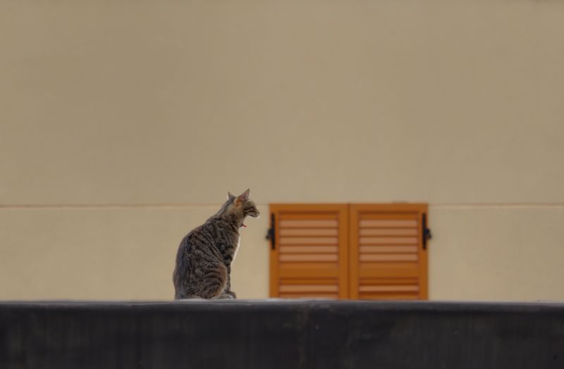 Side view of a cat against wall