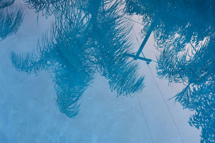 Low angle view of swimming pool against trees
