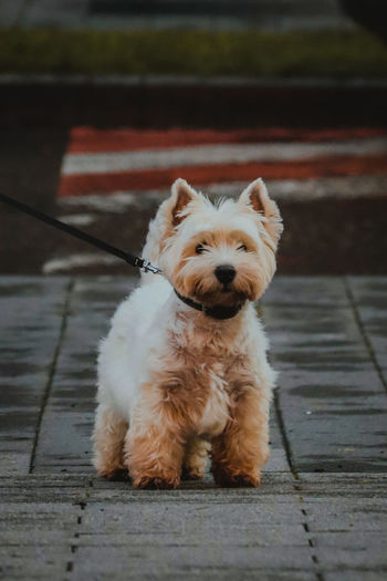 Portrait of dog on footpath