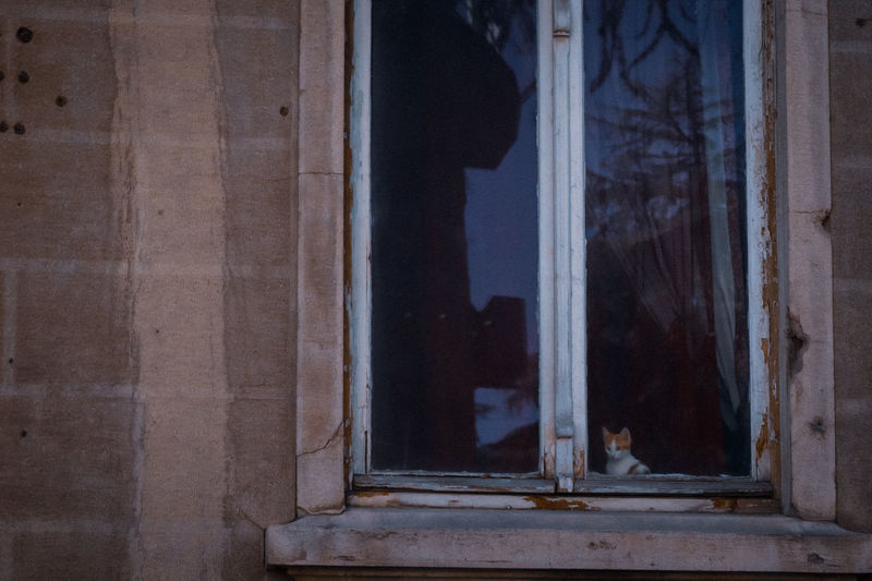 Cat seen through window of building