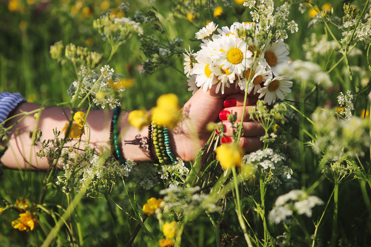 Cropped hand of woman picking flowers