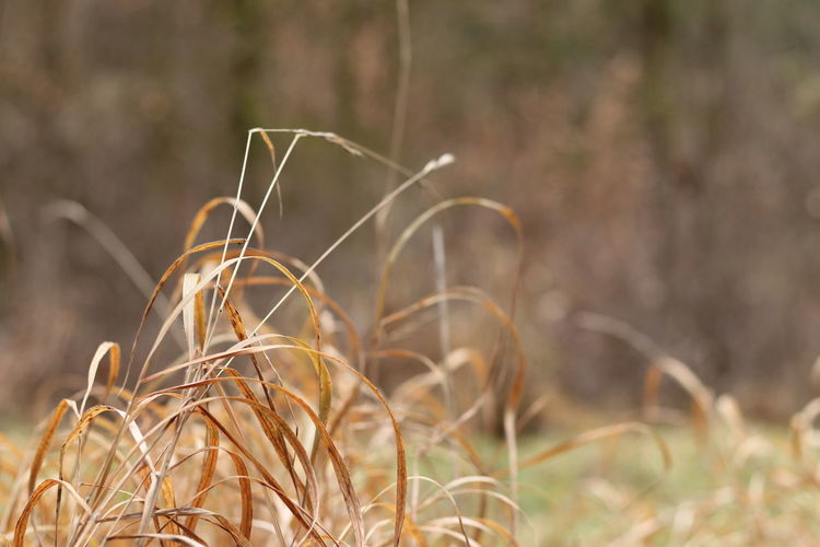 Close-up of dry plant on field