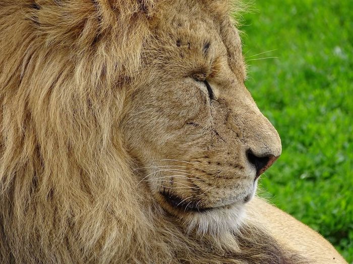 Close-up of a lion looking away