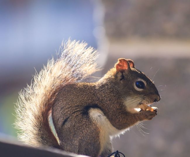 Squirrel close-up