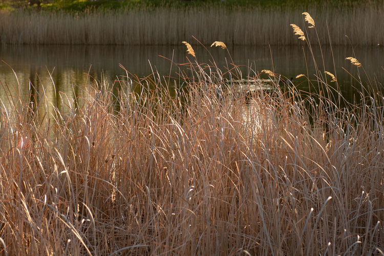 Dry grass on lakeshore