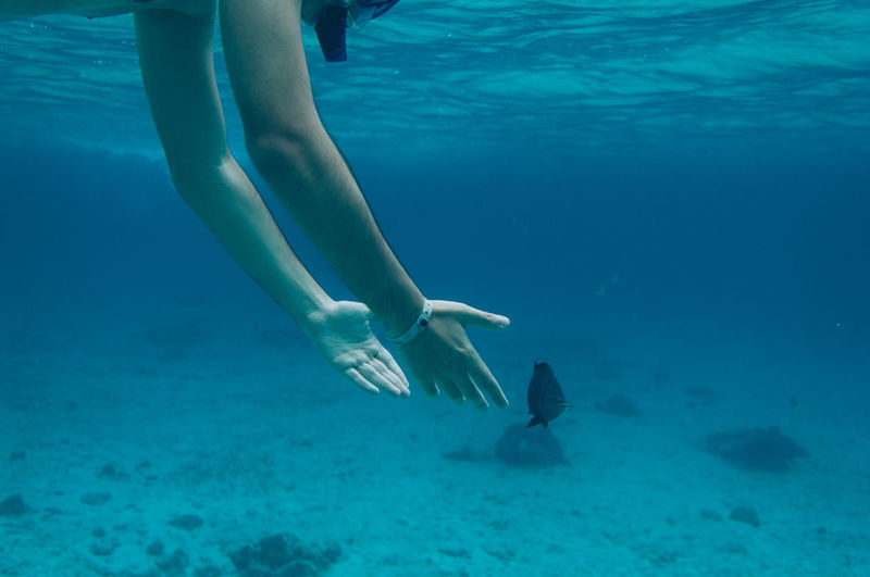 Cropped hands of man reaching for fish while swimming undersea