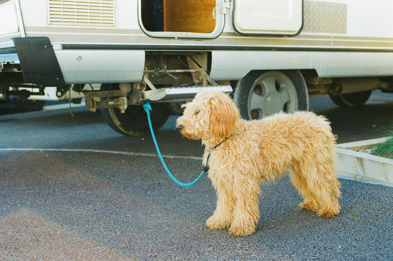 Goldendoodle and classic hymer motorhome. 