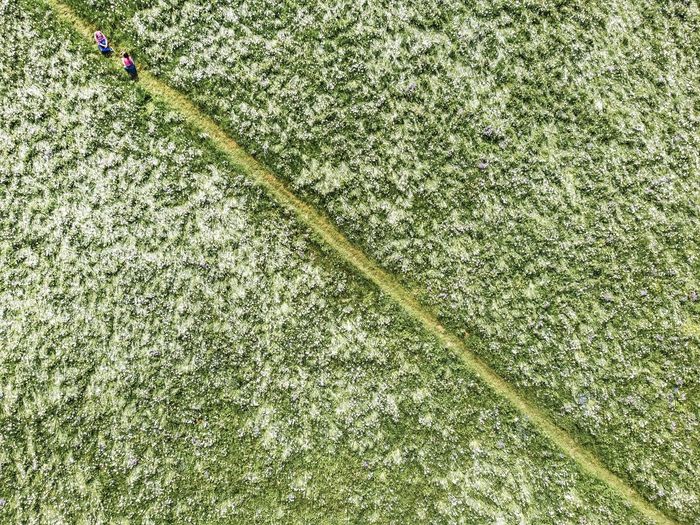 High angle view of people on flowering field