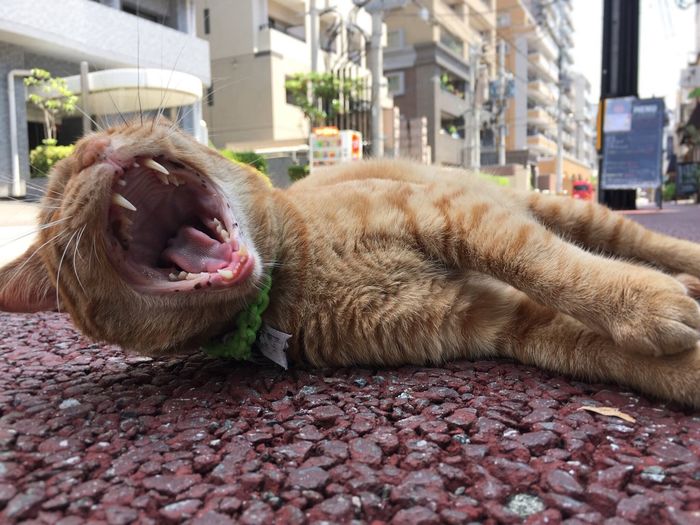 Close-up of cute cat yawning