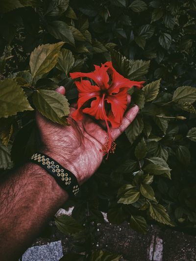 Cropped hand holding red hibiscus