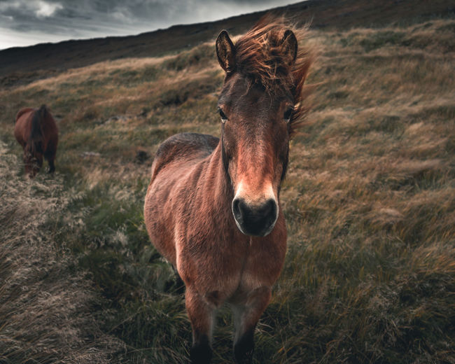 Iceland wild horses