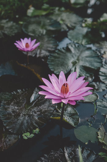 Lotus flowers in ubud, bali, indonesia