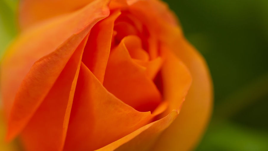 Close-up of orange rose