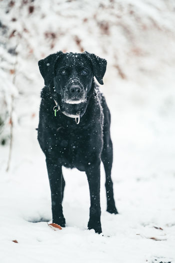 Portrait of black dog on snow field