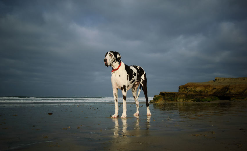 Dalmatian dog standing at beach
