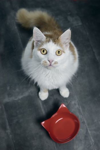 High angle portrait of cat on floor
