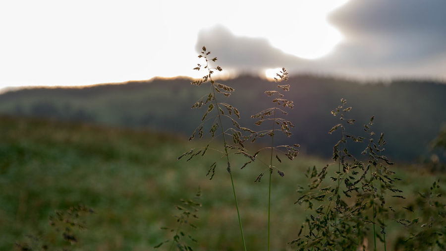 Close-up of plant on field against sky