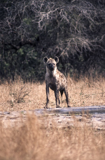 Hyena running on field