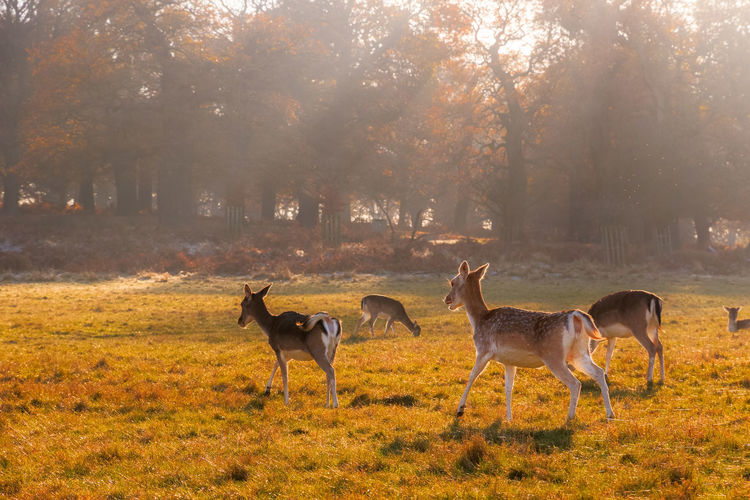 Fallow deer chasing in richmond park, london with warm sunlight 