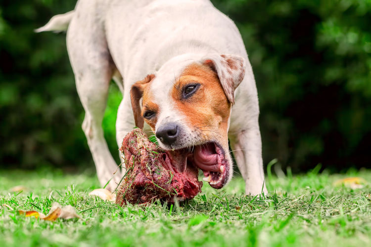 Close-up of dog on grass