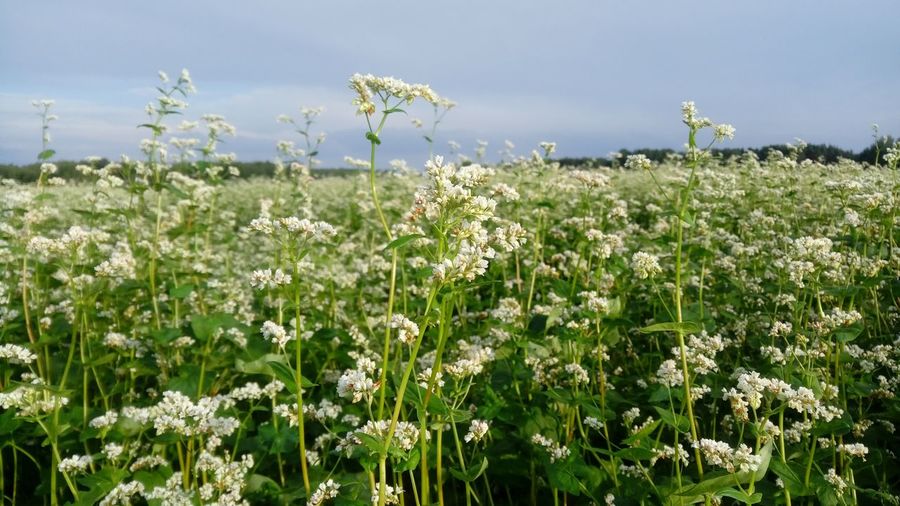 Close-up of flowers growing in field