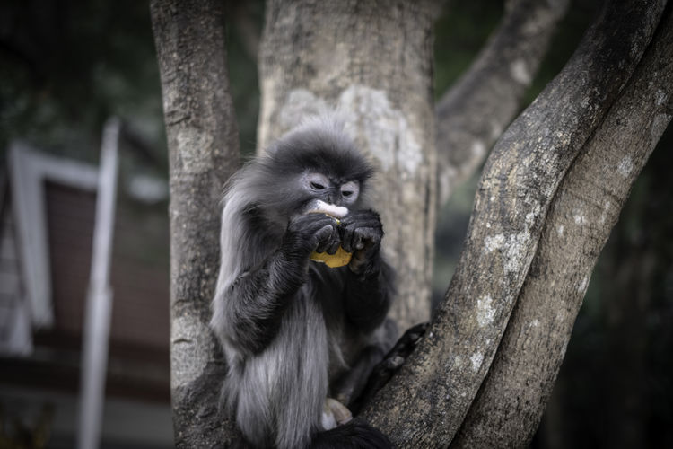 Colobinae also gray langur eating fruit long tailed monkey on the tree